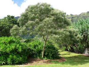This tree is fairly short at its maximum height which makes it a very good ornamental plant. Picture from: https://www.flickr.com/photos/dweickhoff/5187962830/